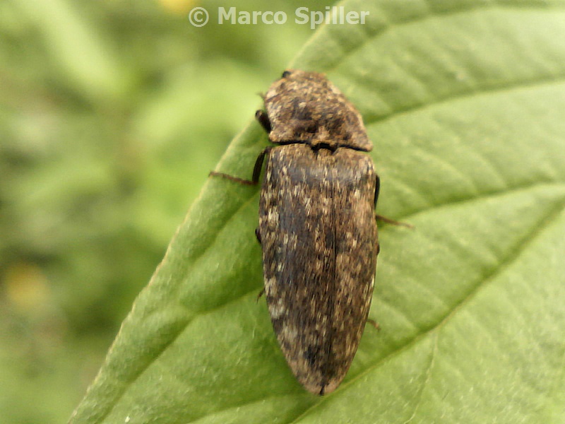 Agrypnus murinus al calar del sole